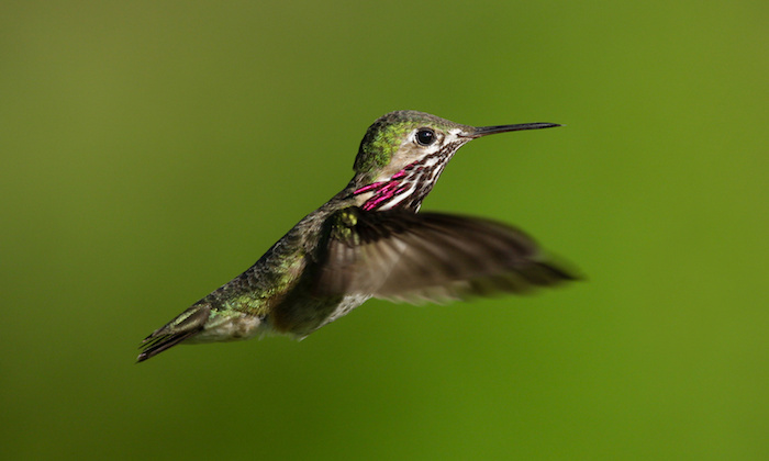 Calliope Hummingbird