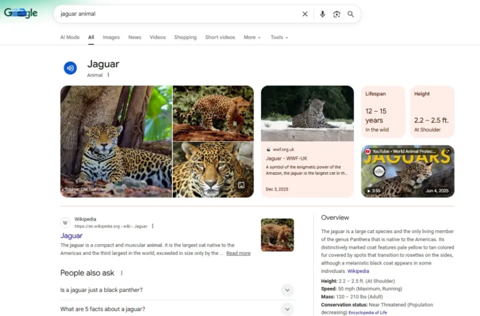 Google search results for “jaguar animal,” showing an animal Knowledge Panel with images, facts, and Wikipedia information about the jaguar species.